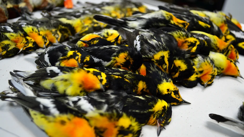 These birds collided with an office tower in Galveston, Texas (Credit: Josh Henderson)